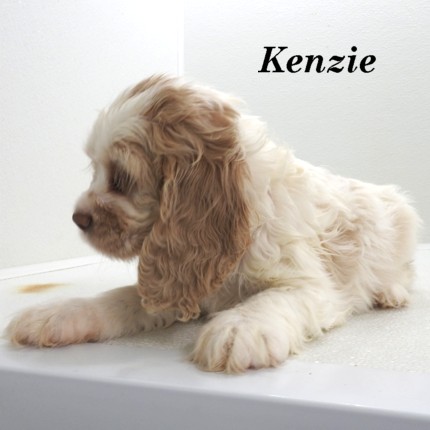 puppy, for, sale, Cocker Spaniel, Joe & Cherri  Overlease, dog, breeder, Miller, MO, dog-breeder, puppy-for-sale, forsale, nearby, find, puppyfind, locator, puppylocator, aca